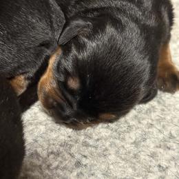 Star - Black and mahogany female Rottweiler puppy in Bartonsville, Pennsylvania from Karol's Rottweilers
