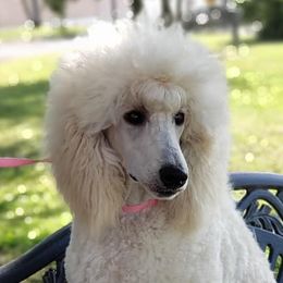 Bel Air - Poodle