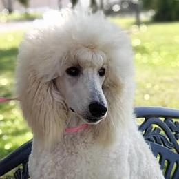 Bel Air - Poodle