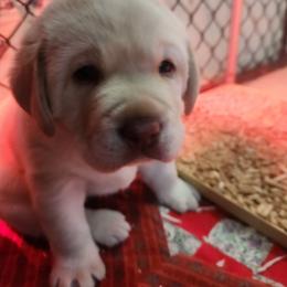 Labrador Retriever Puppies from Pure Gem Kennel