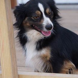 Rosie - Black tri female Toy Australian Shepherd puppy in Ada, Oklahoma from Caprock Mini & Toy Aussies