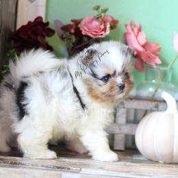 AKC Dash- one blue eye - Blue merle male Pomeranian puppy in Sacramento, California from My Precious Poms