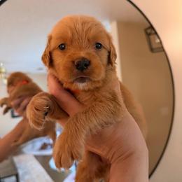Orange boy - Dark golden male Golden Retriever puppy in Covington, Louisiana from MyKy Puppies