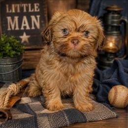 Obi wan Paw-nobi - Liver male Cavatzu puppy in West Valley City, Utah from Pulley Puppies