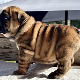 Sara - Brindle female Bulldog puppy in Ranger, Texas from Select Bulldogs
