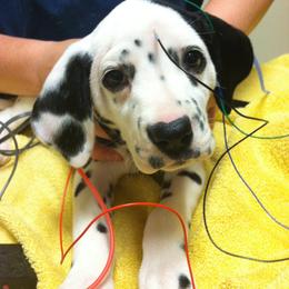 Dalmatians from Soulryde Dalmatians