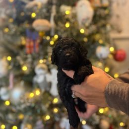 Melanie - Black female Havapoo puppy in Olympia, Washington from Che Bella Amore Lagotti