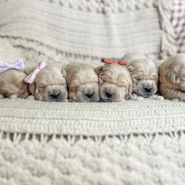 Golden Retriever Puppies from Rose n’ Thistle Farm