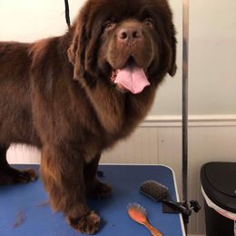 Maserati - Newfoundland