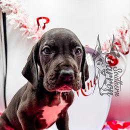 Creed - Black male Great Dane puppy in Prairieville, Louisiana from Southern Barron Danes & Dachshunds
