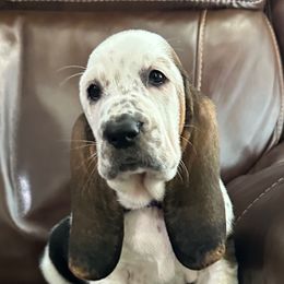 Girl 5 - Black brown and white female Basset Hound puppy in Columbia, South Carolina from Pawmetto Hounds