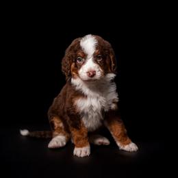 BROWNING - Tri-color male Bernedoodle puppy in Corpus Christi, Texas from The Henke Doodles