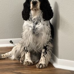 Ridley - English Springer Spaniel