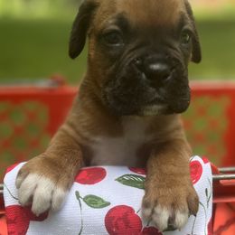 Boy 1 - Fawn male Boxer puppy in Plainwell, Michigan from Hope's Beautiful Boxers