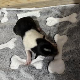 Boy 2 - male Scottish Collie puppy in Newcastle, Wyoming from 7K Collies