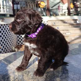 Sarah - Brown and white female Portuguese Water Dog puppy in Hamptonville, North Carolina from Alabama Havanese Kennel Tidewater Kennel