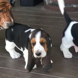 Basset Hounds, Cavalier King Charles Spaniels, and Mastiffs from Southern Oaks Kennel
