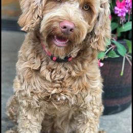 Australian Labradoodle and Labradoodle All Grown Up from Pacific Rim Labradoodles