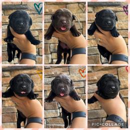 Purple Collar Female - Black female Labrador Retriever puppy in Kissimmee, Florida from SunState Labs