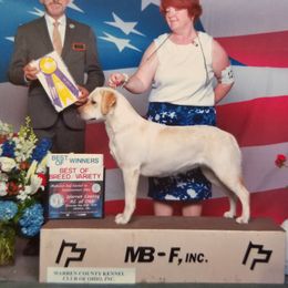 Bunny - Labrador Retriever