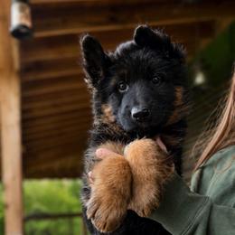 Axiom - Black and red male German Shepherd puppy in Lexington, Virginia from Stahlhaus ( Previously Buffelbach Farmstead Shepherds)