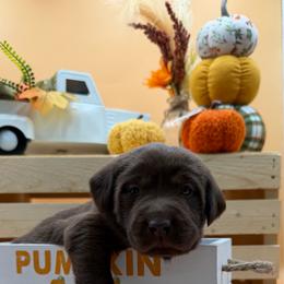 Dark Pink - Chocolate female Labrador Retriever puppy in Heath Springs, South Carolina from Rich Hill Retrievers