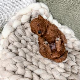 Red collar boy - Red  male Goldendoodle puppy in Spokane, Washington from Dream Doodles in Spokane WA