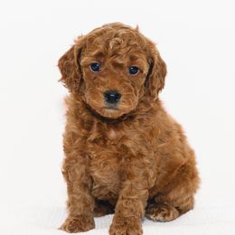 Bobby - Red  male Goldendoodle puppy in Slc, Utah from Timp Doodles