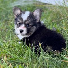 Eevee (Dandelion) - Black and tan female Pembroke Welsh Corgi puppy in Fairchild, Wisconsin from Reigning Corgis