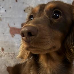 Ralphie - Dachshund