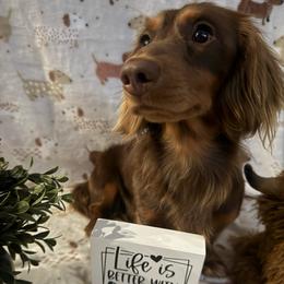 Ralphie - Dachshund