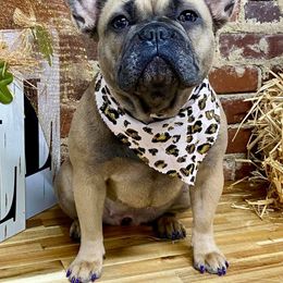 French Bulldogs from RP French Bulldogs
