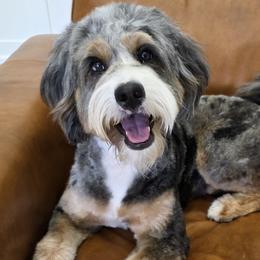 Stormy - Bernedoodle
