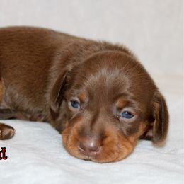 Joy - Chocolate and tan female Dachshund puppy in Paris, Texas from Kuttin’ Up Mini Aussies