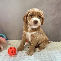 Caramel Girl - Caramel female Australian Labradoodle puppy in Saint Louis, Missouri from Gateway Australian Labradoodles