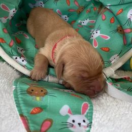 Golden Retriever Puppies from Golden On The Hill