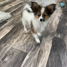 Papillon Puppies from Deanna's Papillons