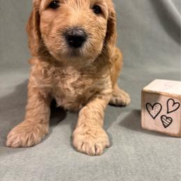 Pumpkin - Apricot male Goldendoodle puppy in Rochester, New York from Willowgreen Goldendoodles