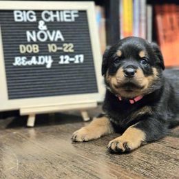 Pink girl - Black and tan female Rottweiler puppy in Kansas City, Missouri from KC Rottweiler Kingdom