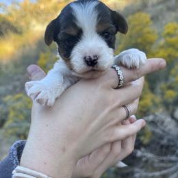 Willy - Black tan and white male Biewer Terrier puppy in Mapleton, Utah from Biewer Bliss Kennel