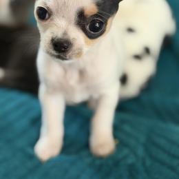 Lizzy - Black and white female Chihuahua puppy in Amity, Pennsylvania from Rhoda and Verna