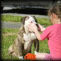 American Bulldog and French Bulldog Puppies from BackyardfinestBullys