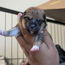 Girl 1 - Red female Shiba Inu puppy in Oceanside, California from Wagashiken