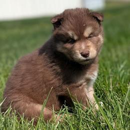Reed - Red and white male Siberian Husky puppy in Coshocton, Ohio from Wyant Farms