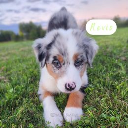 Nevis - Blue merle male Australian Shepherd puppy in Pittsville, Wisconsin from Match Dot Pup