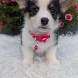 Avril - Black and tan female American Corgi puppy in Garrett, Indiana from Chloe's Colorful Corgis