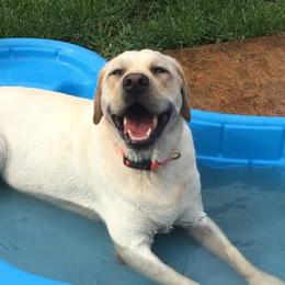 Labrador Retrievers from Triple Play Labradors
