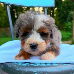 Royal - Merle male Bernedoodle puppy in Sherman, Illinois from Shirl Doodle Life