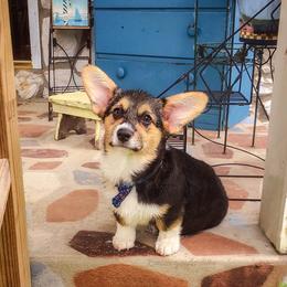 Pembroke Welsh Corgi Puppies from Annwyl McCorgis