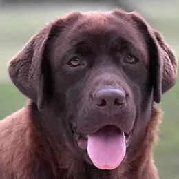 Labrador Retrievers from Candy Labs